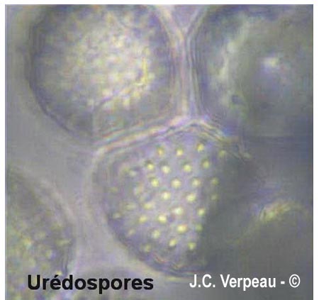 Melampsora caprearum